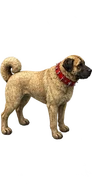 Kangal